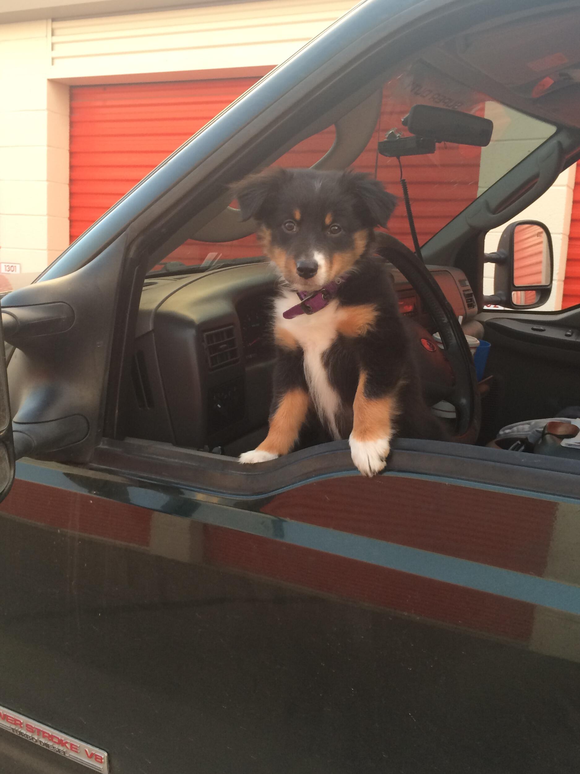 Shortly after we first began dating, Alec adopted our dog Zoey.