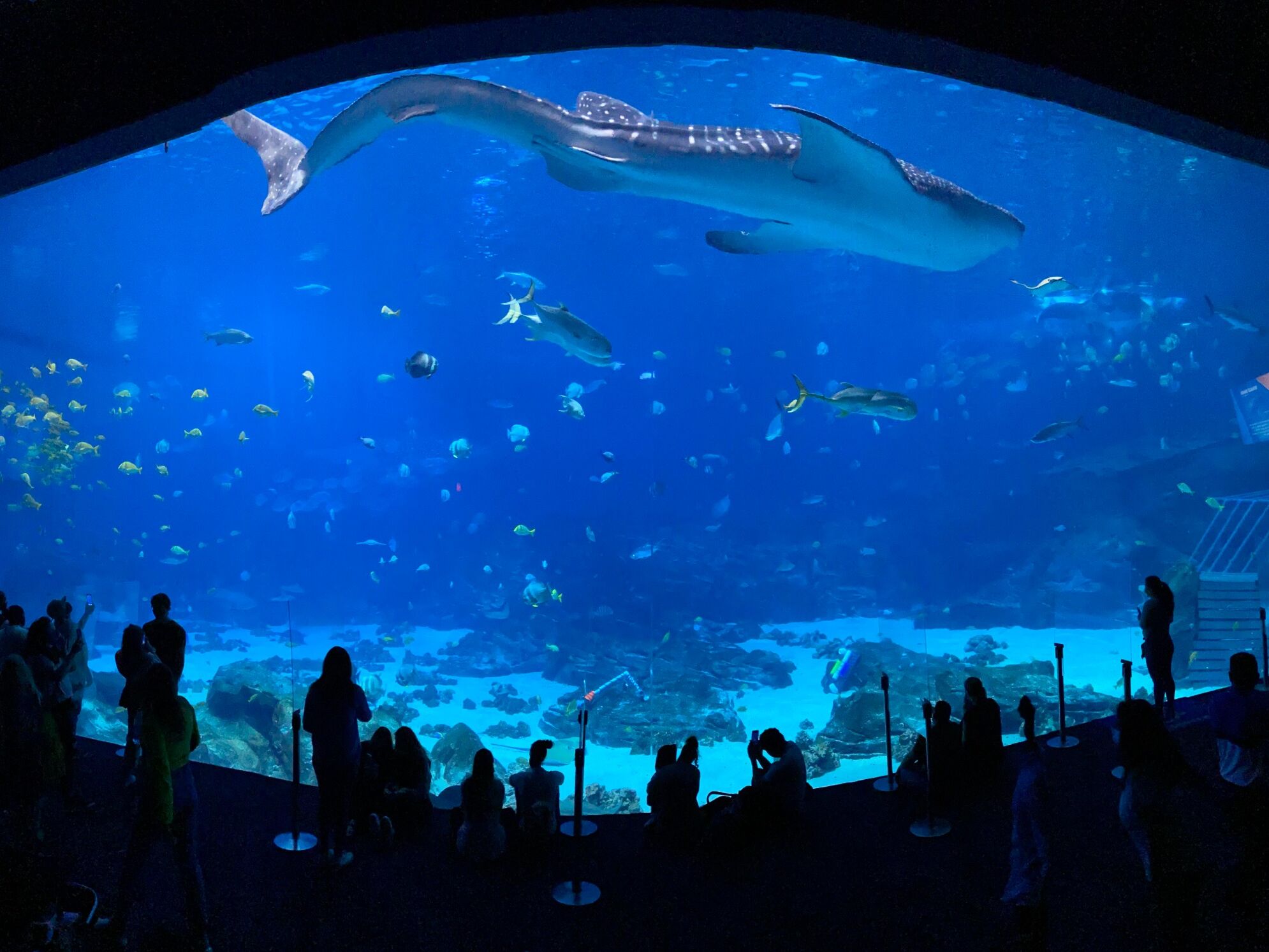 Picture of Georgia Aquarium