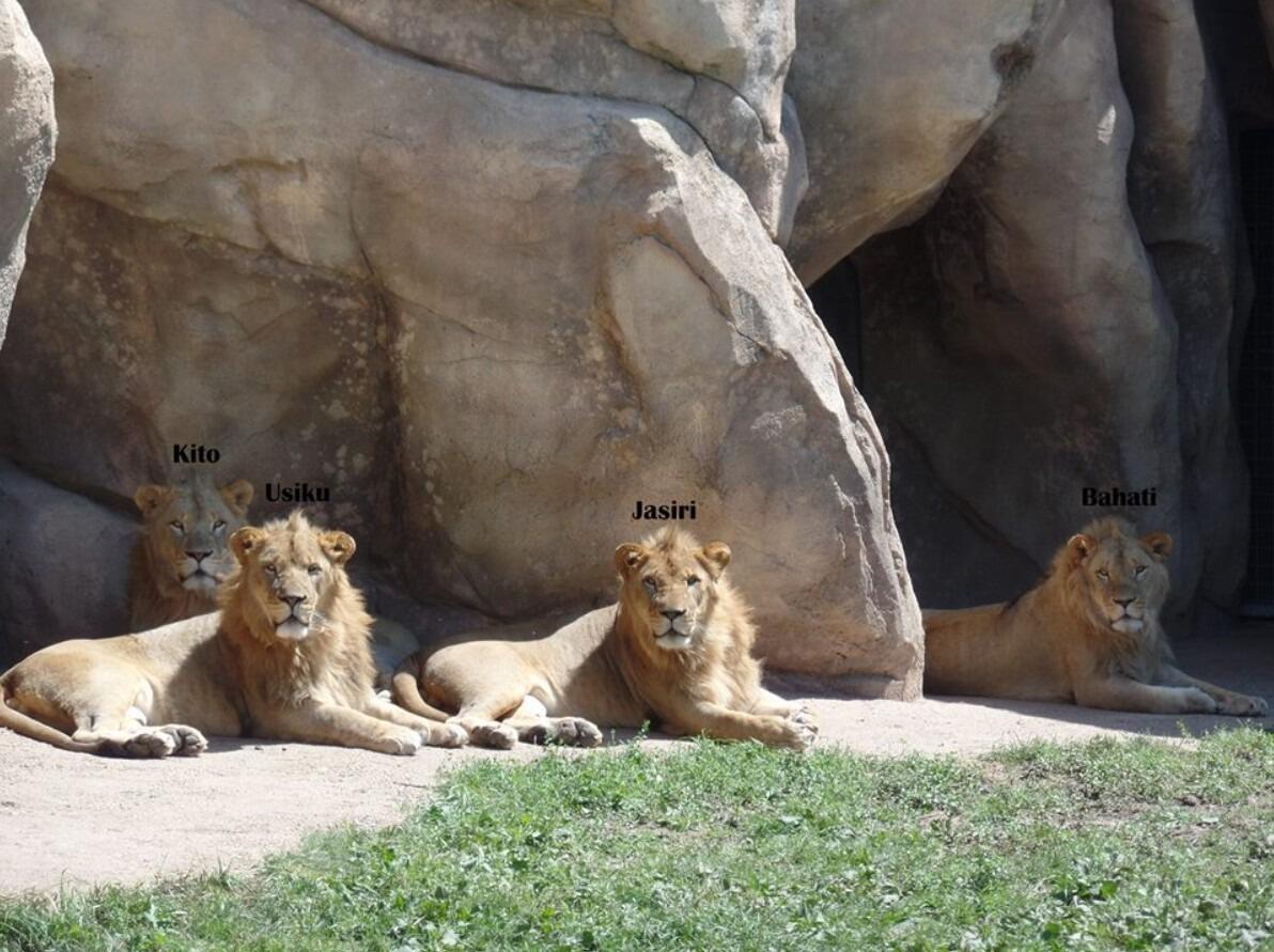 Picture of Denver Zoo