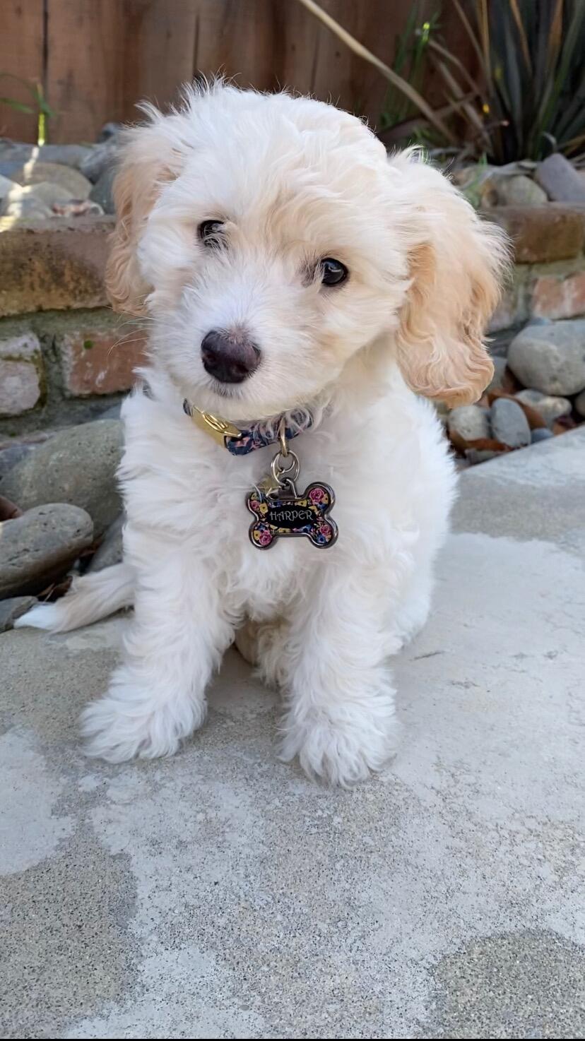 Then Kaylee adopted Harper, leading to Marvin's love of little dogs. 