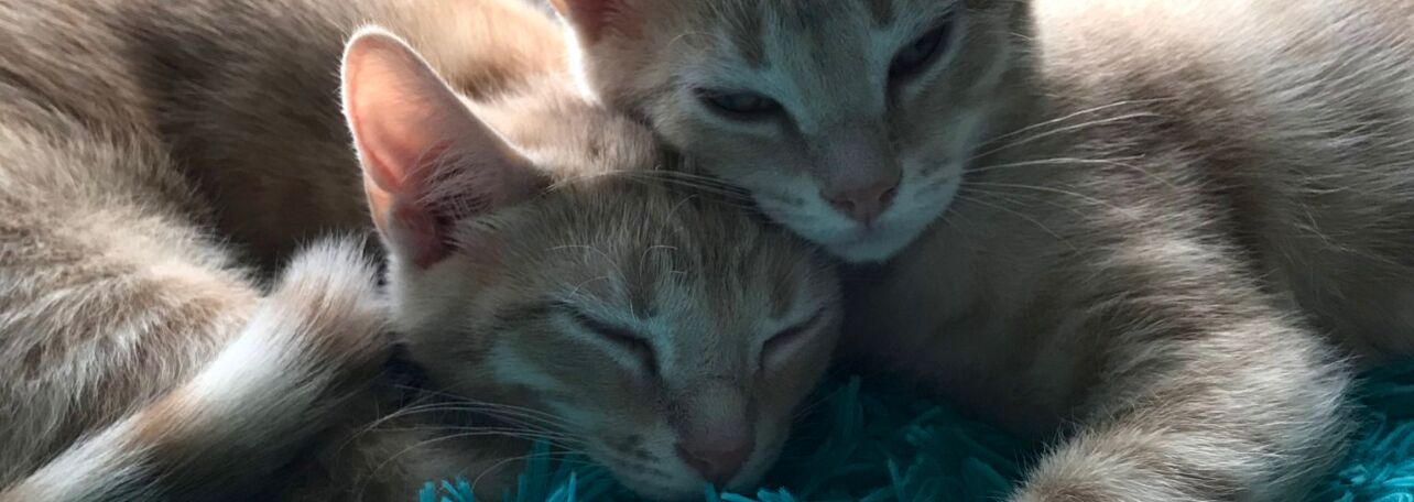 Picture of Adopted Blaze and Mango: May 2020