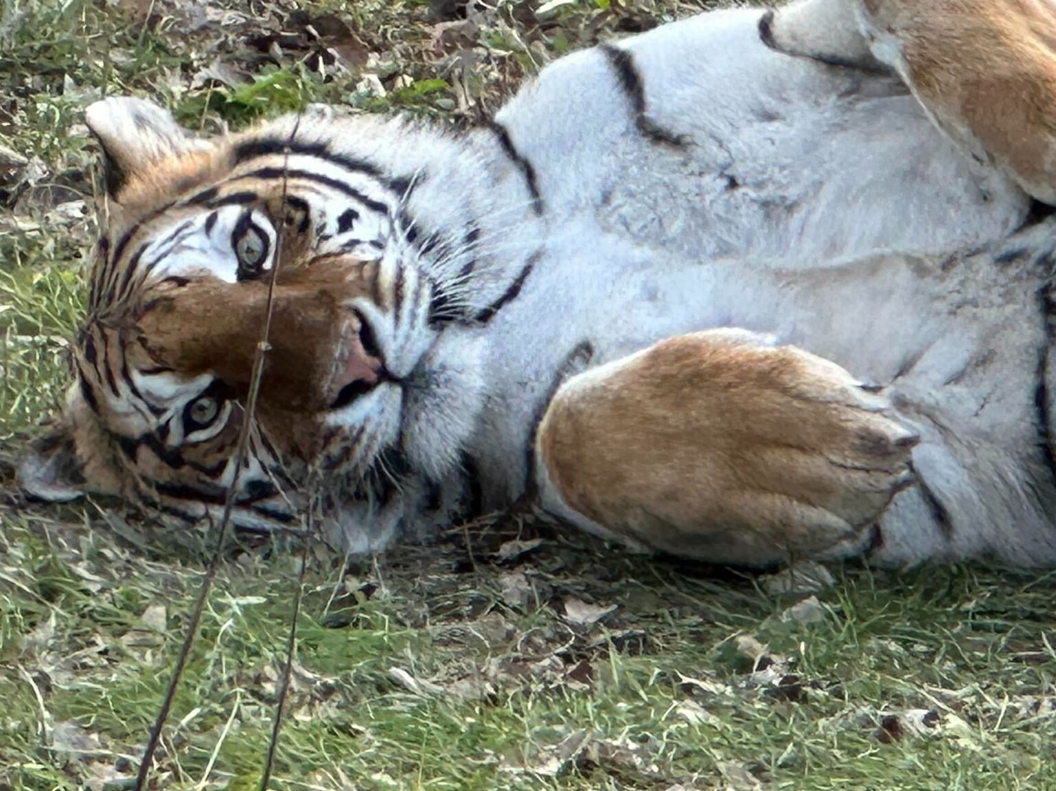 Picture of Cedar Cove Feline Conservatory & Sanctuary