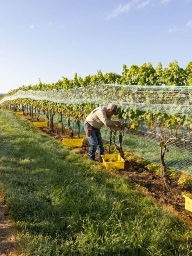 Picture of Greenhill Vineyards