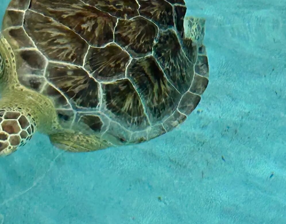 Picture of Navarre Beach Sea Turtle Conservation Center