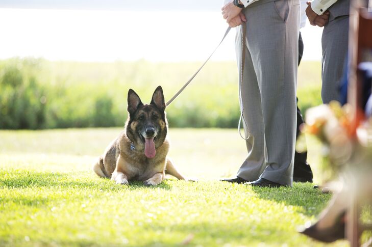 Jessica and Will's Wedding Pup
