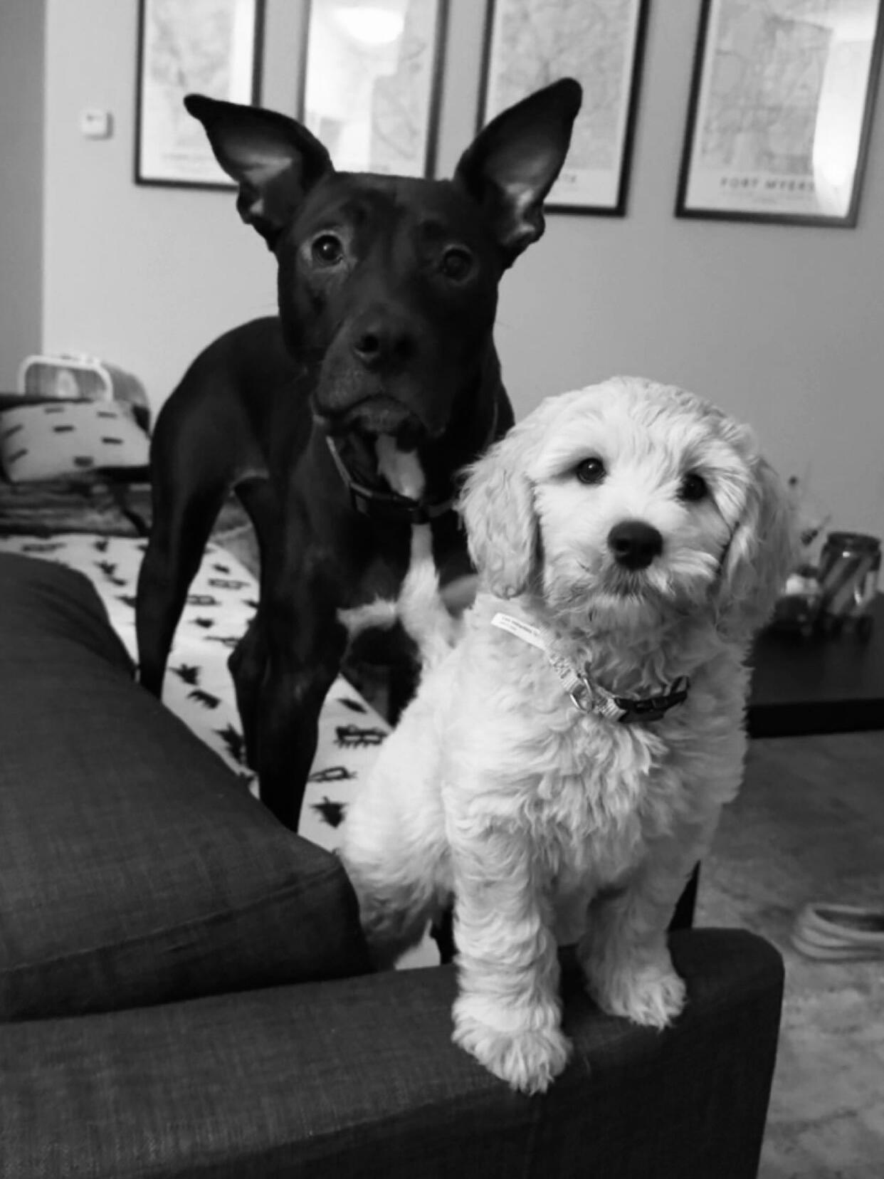 Picture of Maverick Gets a Sister, Moxie!