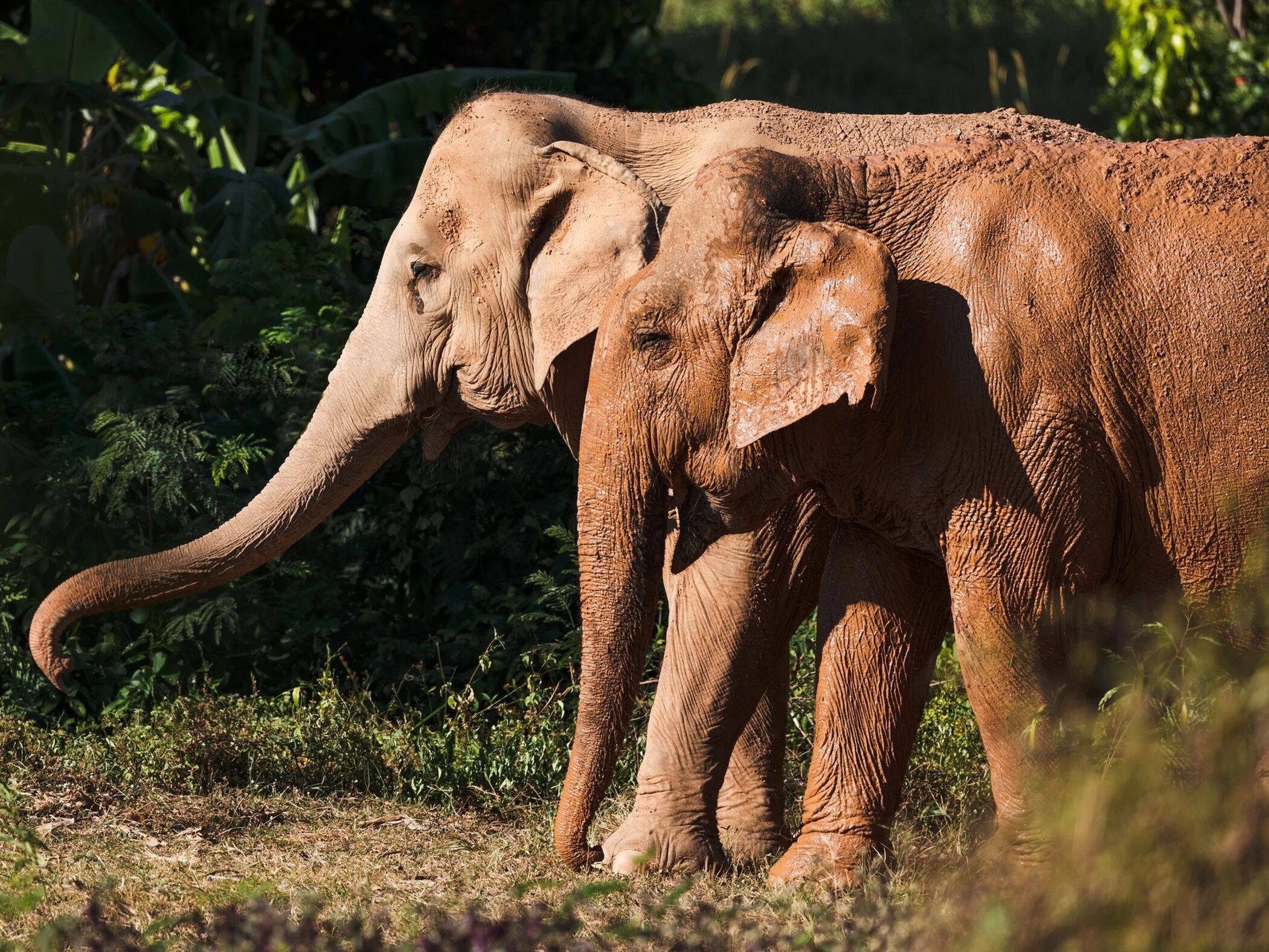 Picture of Samui Elephant Sanctuary Bophut