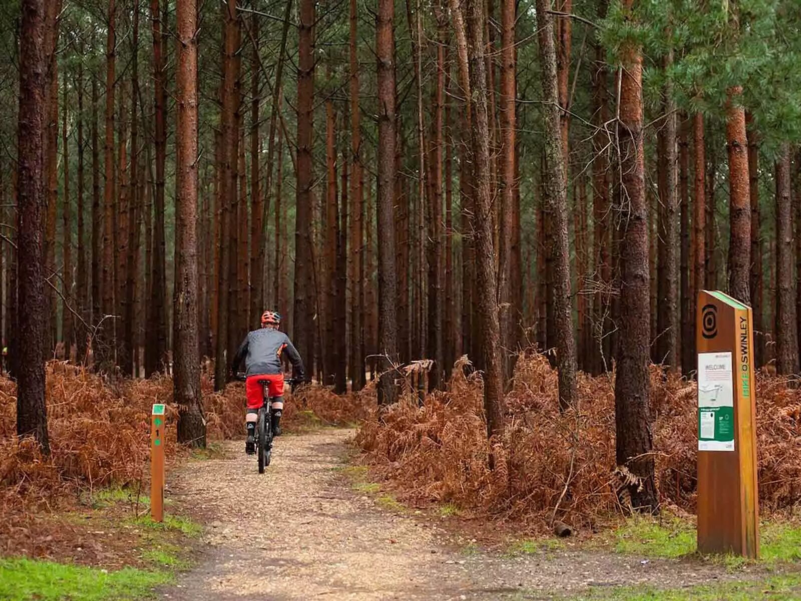 Picture of Swinley Forest
