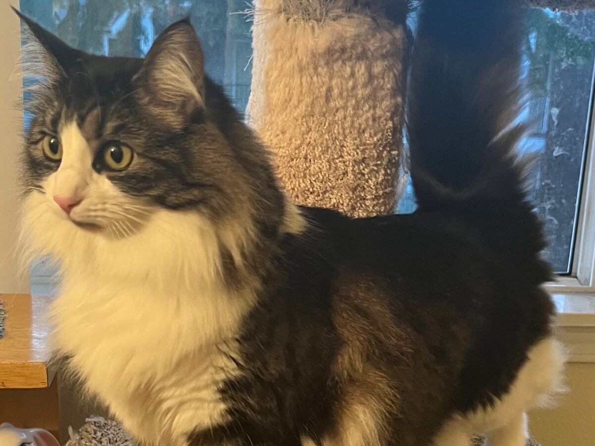 Picture of Blossom- Mama's Girl