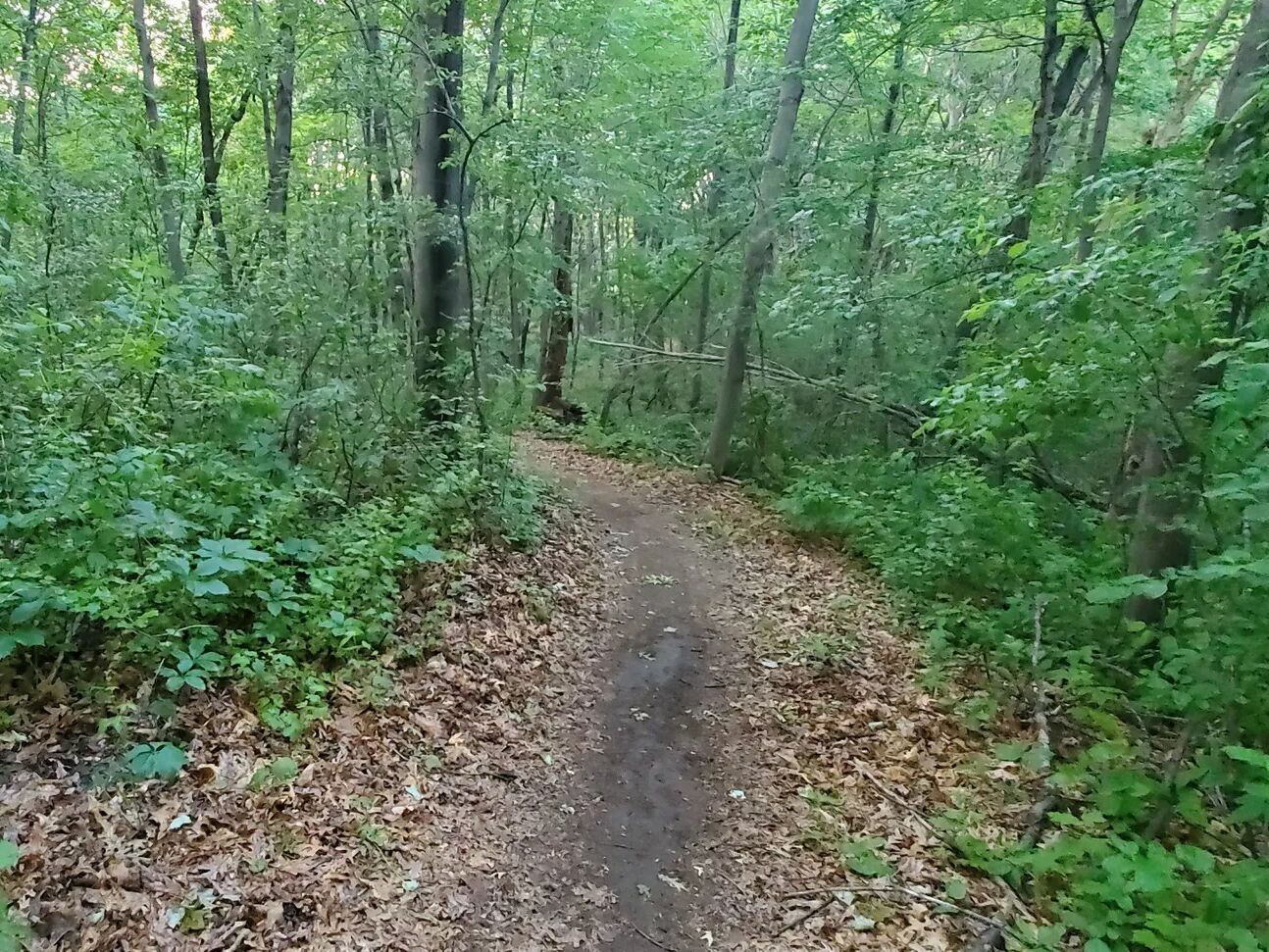 Picture of Hillside Mountain Bike Trailhead
