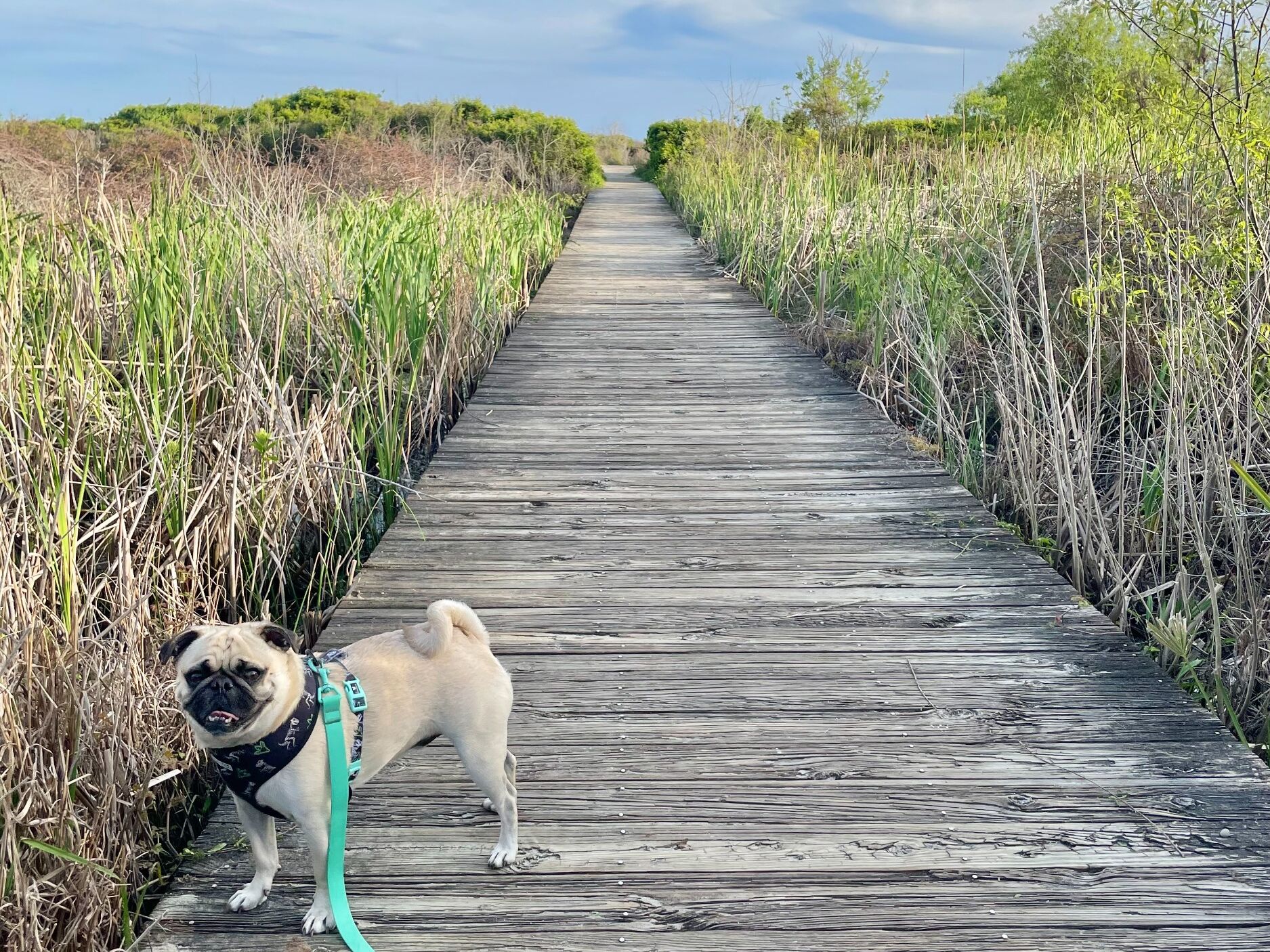 Picture of Sullivan's Island, SC