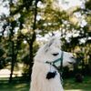 These Brides Invited Llamas to Their Rustic Wedding in the Mountains of North Carolina