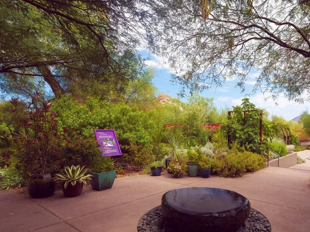 Picture of Desert Botanical Garden