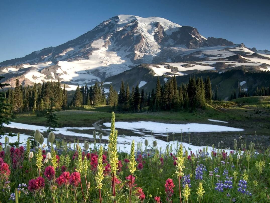 Picture of Mount Rainier National Park