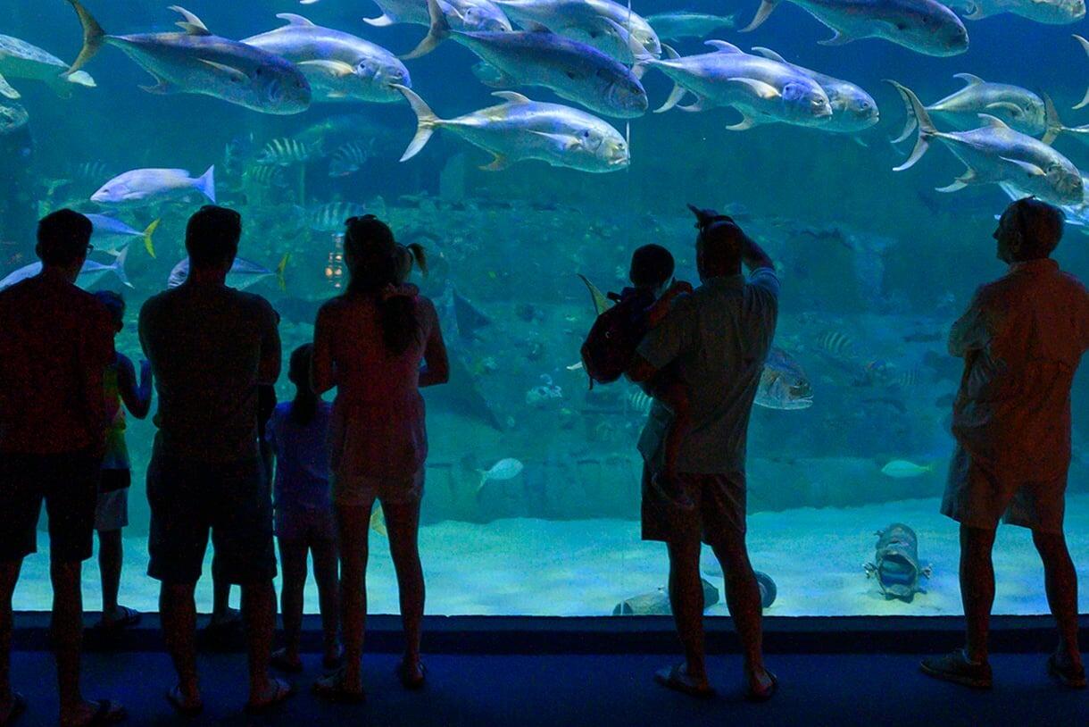 Picture of North Carolina Aquarium at Pine Knoll Shores
