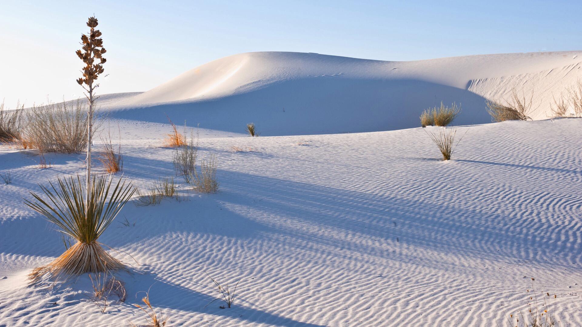 Picture of White Sands National Park 