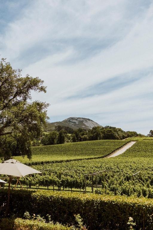 Picture of Laborie Wine Estate