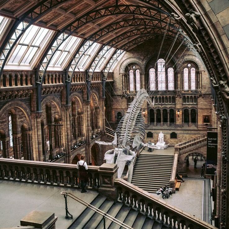 Picture of Explore the Natural History Museum