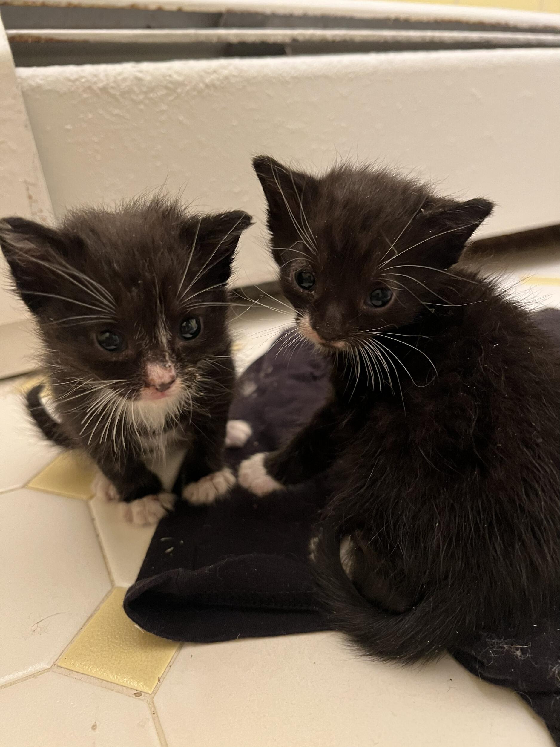The day we got the baby boys!!!
