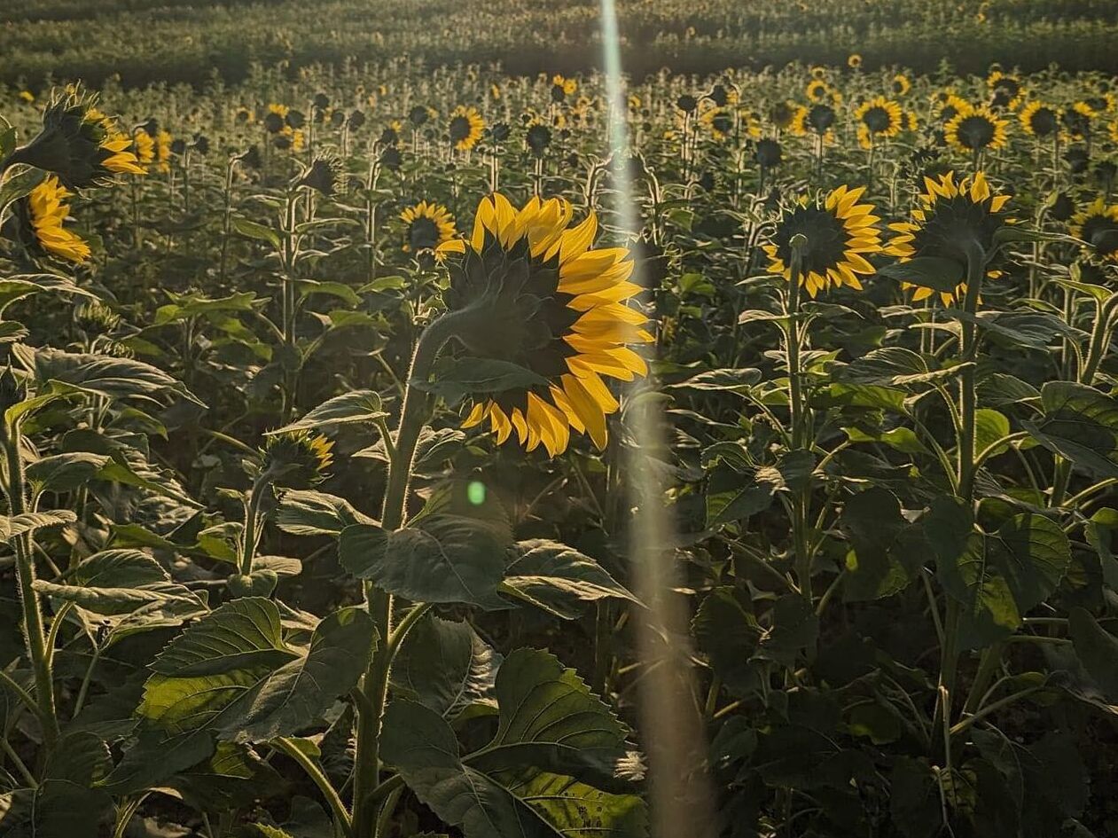 Picture of Sunflowers in Jarrettsville