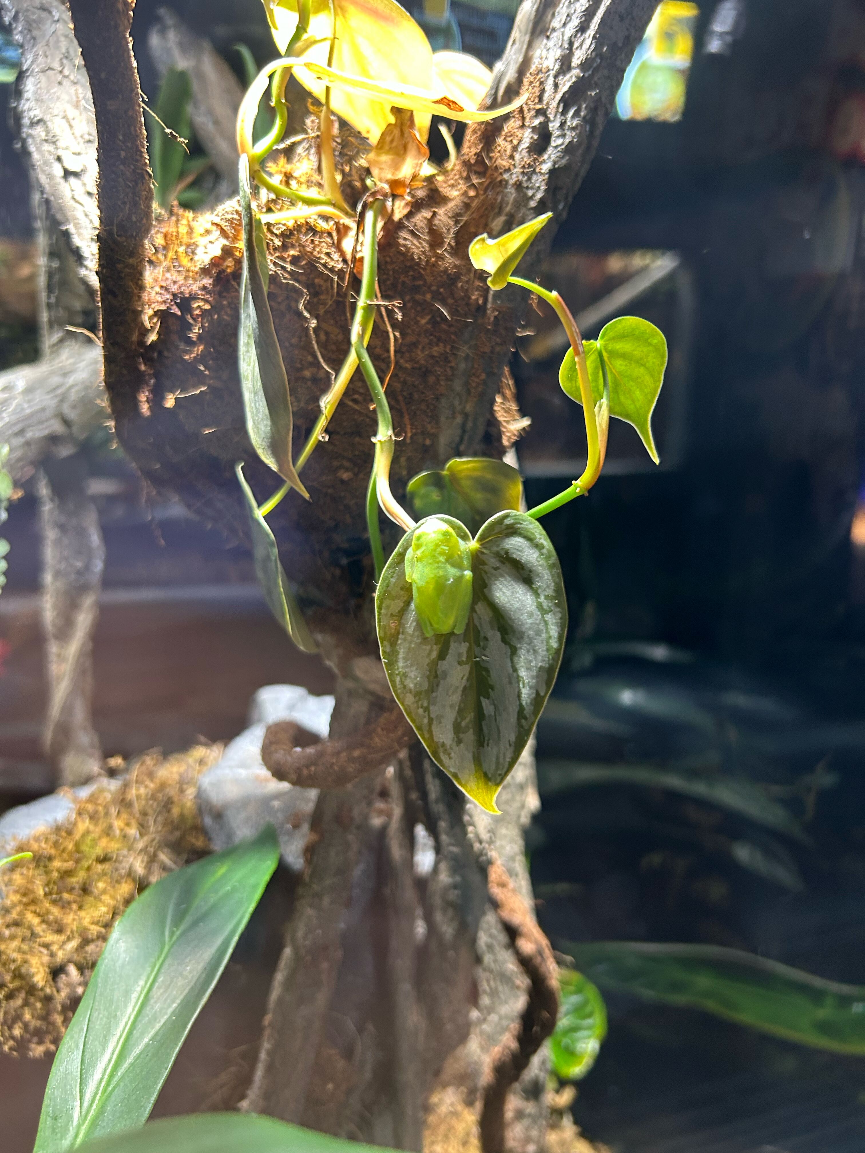 Picture of Daytona Aquarium & Rainforest Adventure