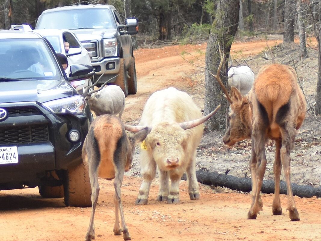 Picture of Rocky Ridge Drive-Thru Safari