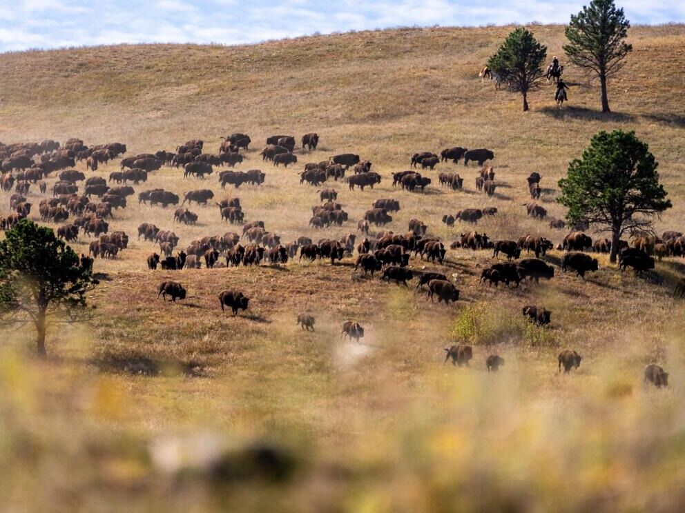 Picture of Custer State Park
