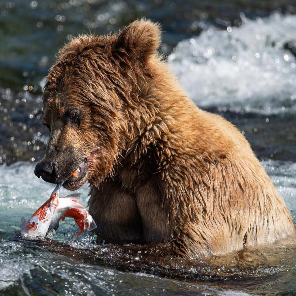 Picture of Brooke's Falls Bear Tour
