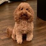 Yuli Bear