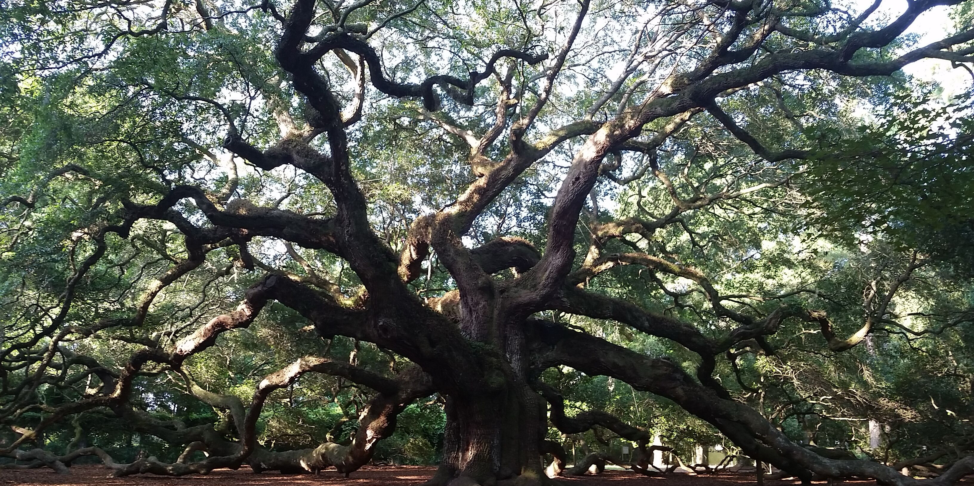 Picture of Angel Oak Park