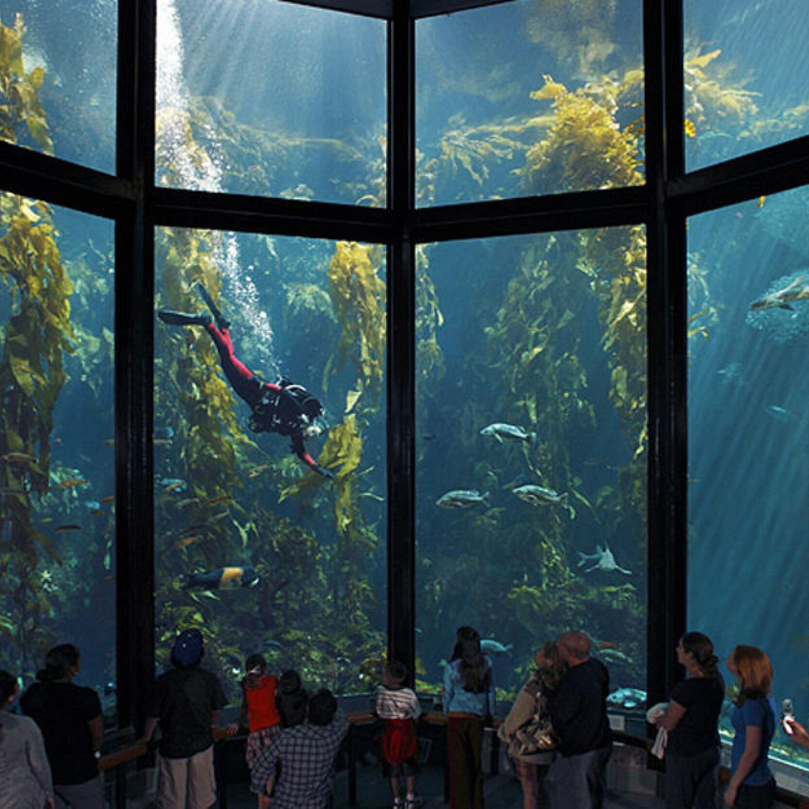 Picture of Monterey Bay Aquarium