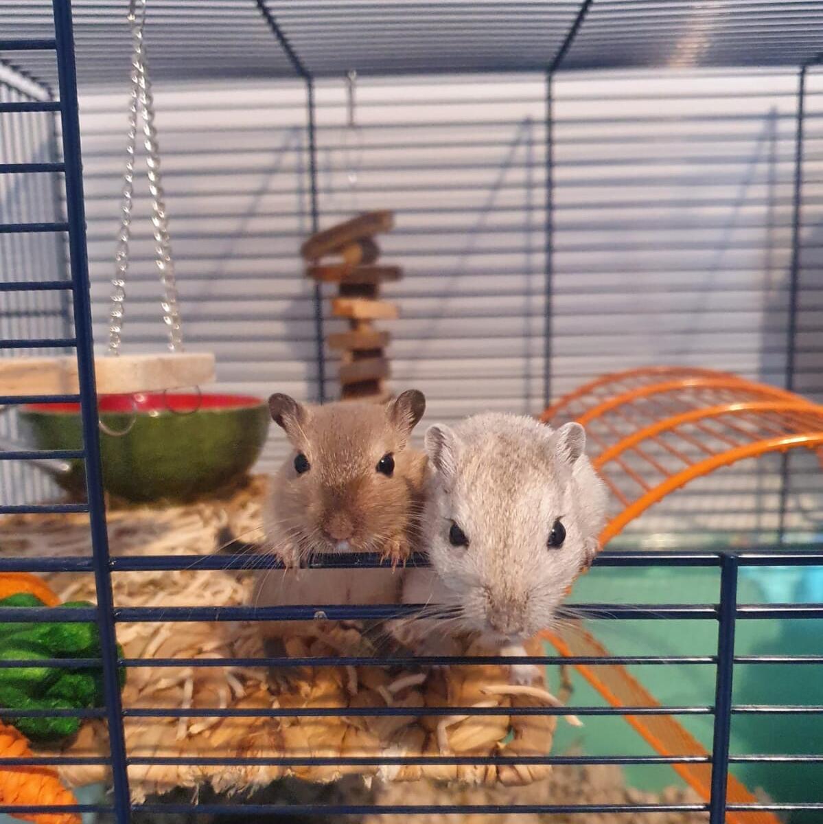 Picture of Our first pets!