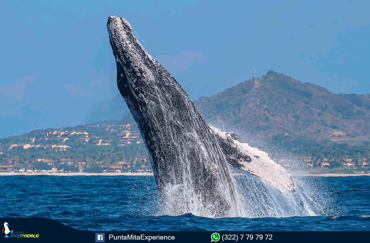 Picture of Whale Watching - Punta Mita Experience