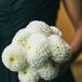 Simple White Dahlia Bouquet