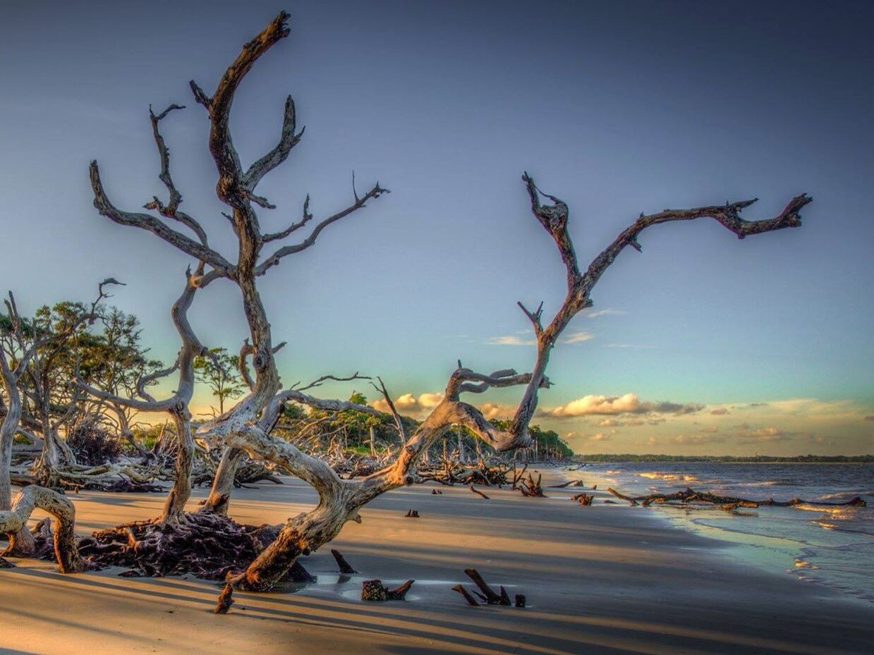 Picture of Driftwood Beach