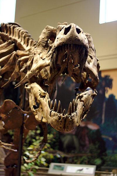 Picture of Carnegie Museum of Natural History