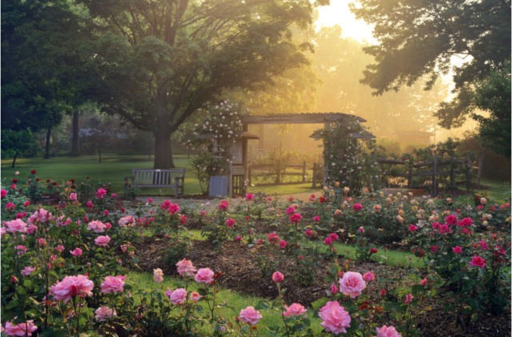 Picture of Columbus Park Of Roses
