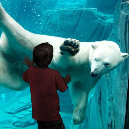 Picture of Saint Louis Zoo