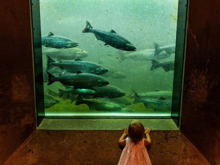 Picture of Ballard Locks Fish Ladder