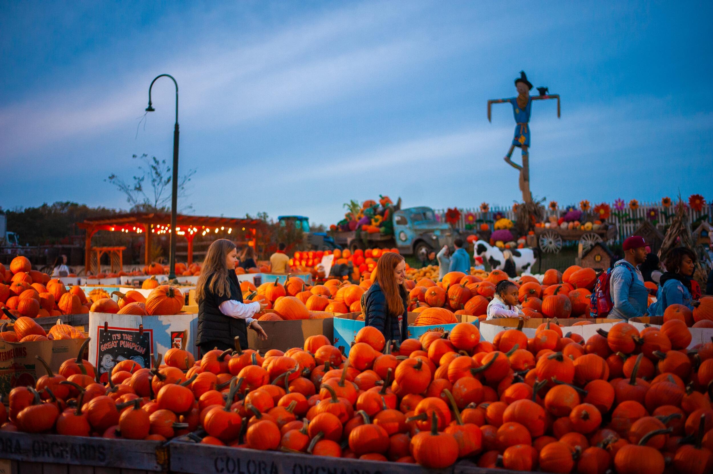 Picture of Linvilla Orchards