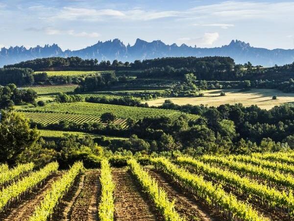 Picture of Wine Tasting in the Penedès Region
