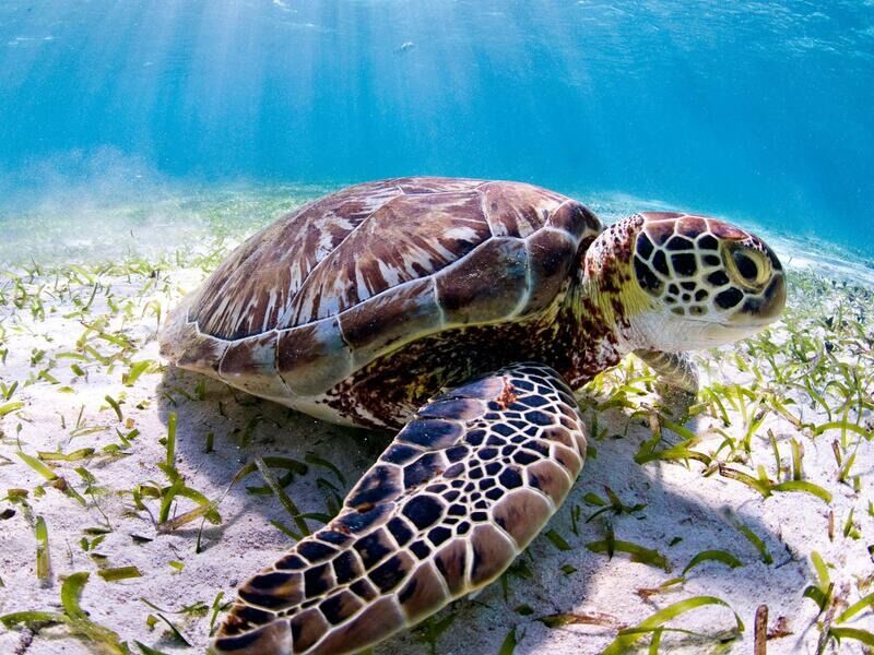 Picture of Turtle Conservation And Education Center