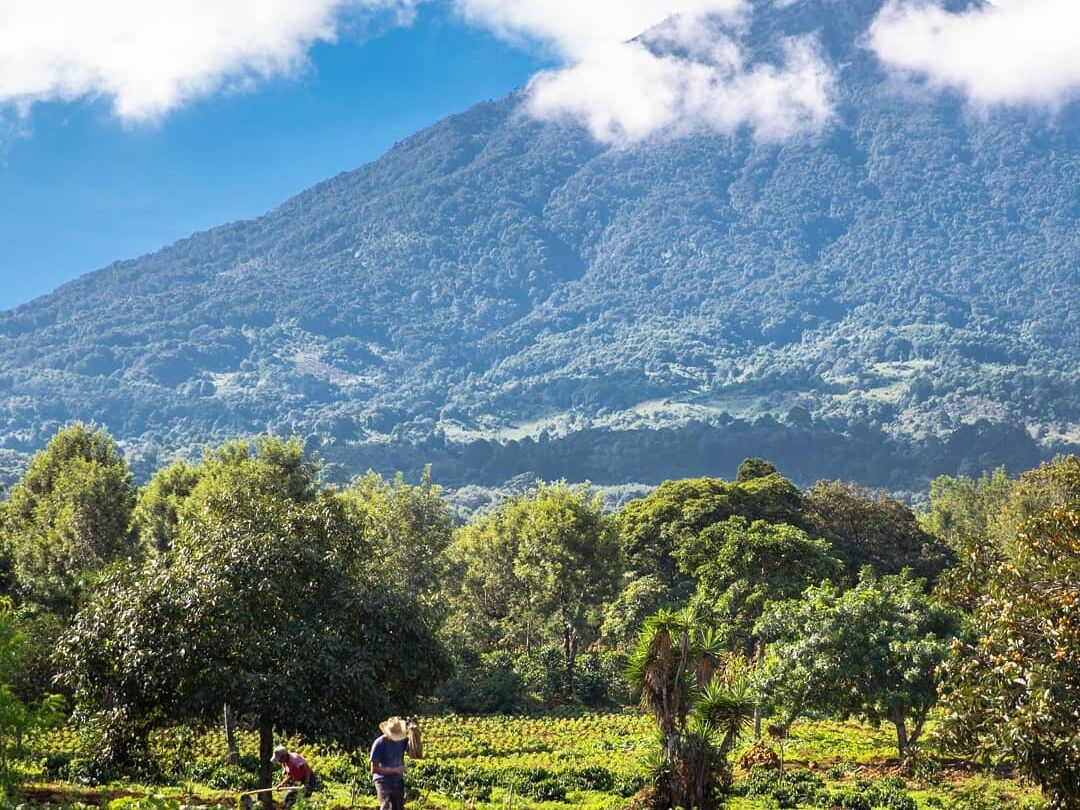 Picture of Coffee Farm Tour 