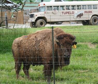Picture of Tupelo Buffalo Park & Zoo