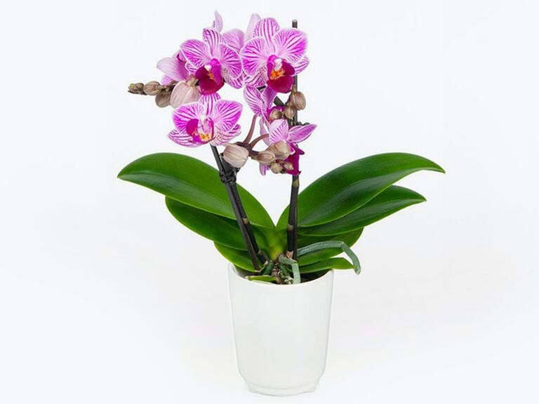 Purple orchid plant