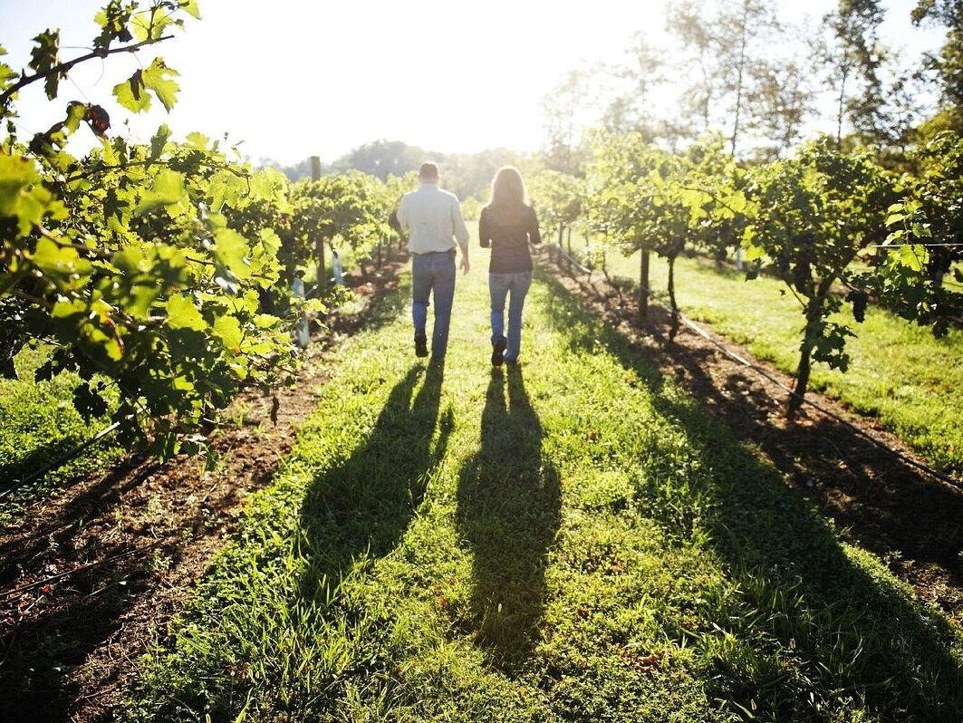 Picture of The Vineyards & Winery at Lost Creek