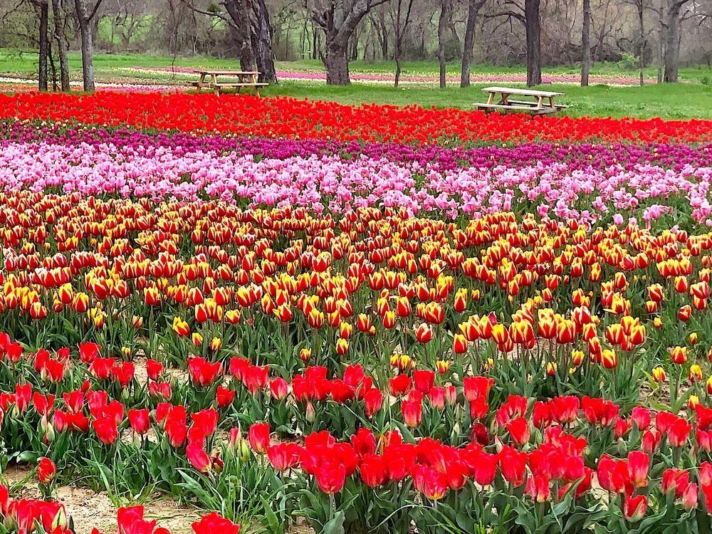 Picture of Poston Gardens