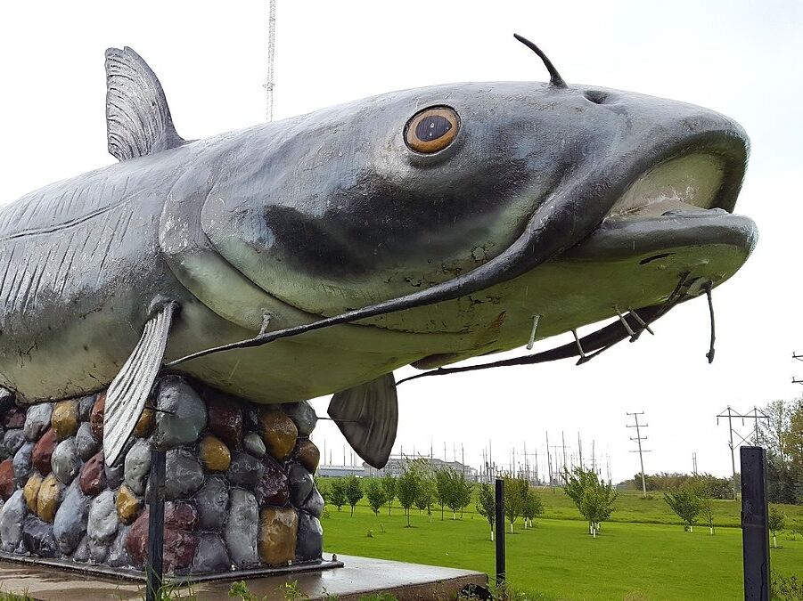 Picture of Wahpper, the world's largest catfish