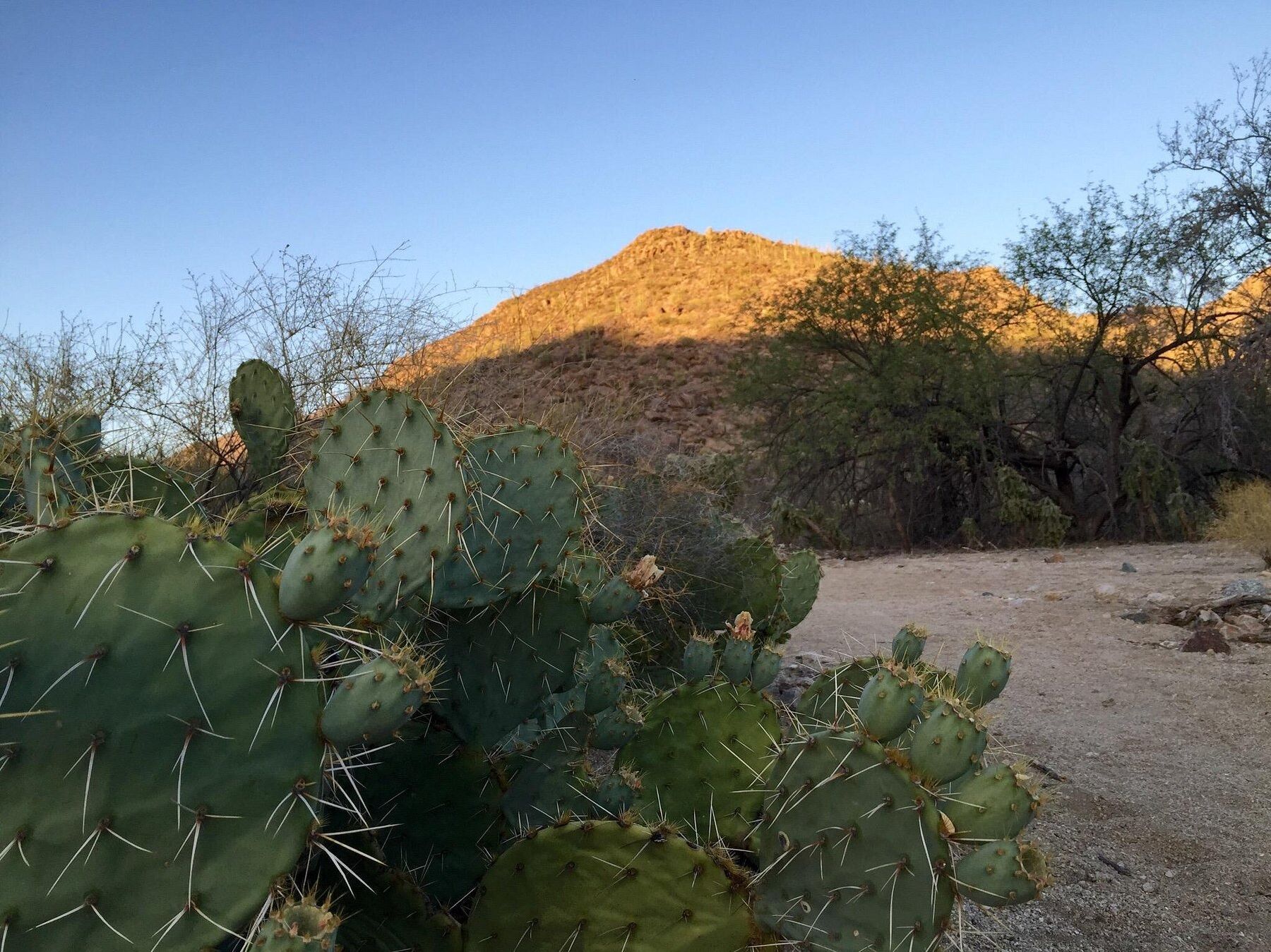 Picture of Wild Burro Trailhead