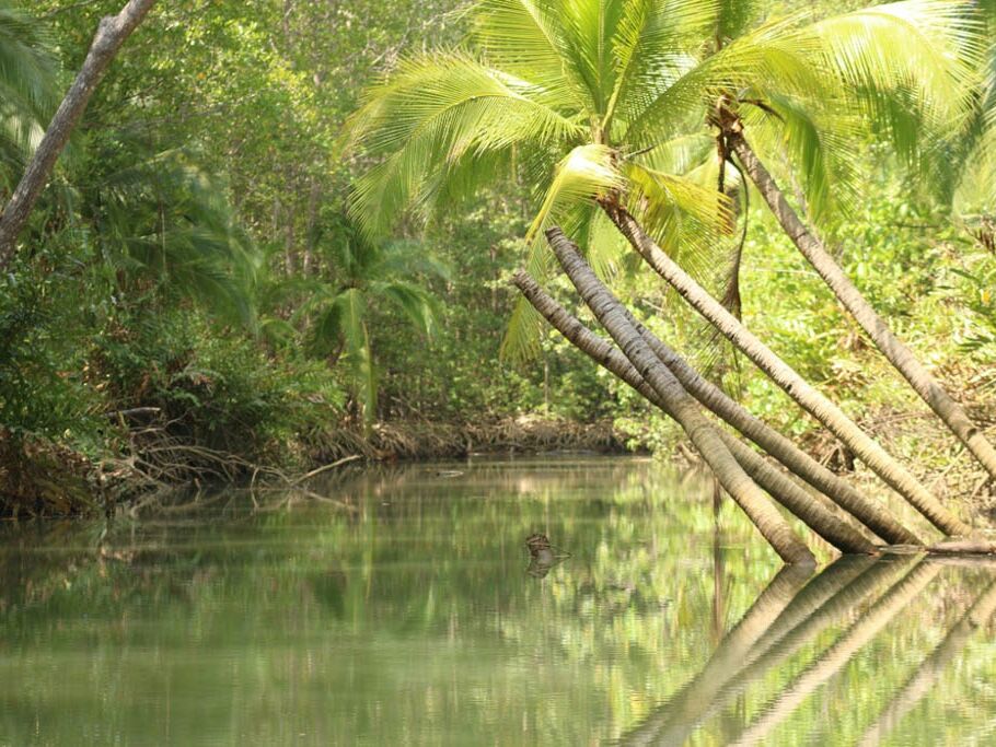 Picture of Mangrove Kayaking Tour of Damas Island